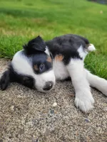 Badger, a female Australian Shepherd for sale in Newberg, OR – Photo 10 of 10