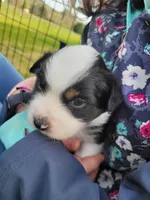 Badger, a female Australian Shepherd for sale in Newberg, OR – Photo 5 of 7