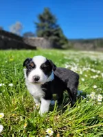Badger, a female Australian Shepherd for sale in Newberg, OR – Photo 3 of 7