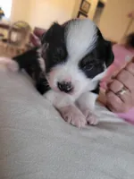 Badger, a female Australian Shepherd for sale in Newberg, OR – Photo 7 of 7