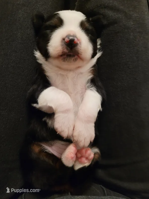 Badger – Australian Shepherd puppy for sale in Newberg, OR