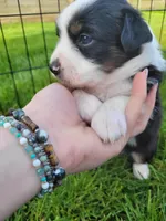 Badger, a female Australian Shepherd for sale in Newberg, OR – Photo 4 of 7