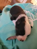 Badger, a female Australian Shepherd for sale in Newberg, OR – Photo 2 of 2