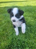 Badger, a female Australian Shepherd for sale in Newberg, OR – Photo 5 of 10