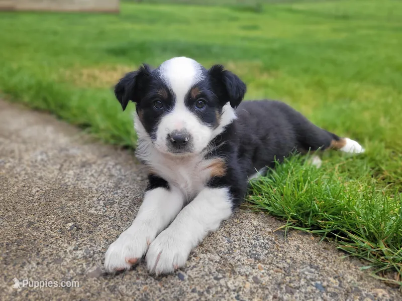 Badger – Australian Shepherd puppy for sale in Newberg, OR