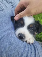 Badger, a female Australian Shepherd for sale in Newberg, OR – Photo 9 of 10