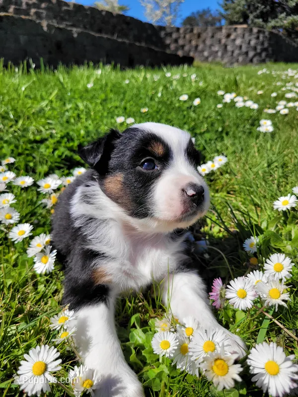 Badger – Australian Shepherd puppy for sale in Newberg, OR