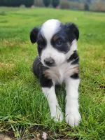 Badger, a female Australian Shepherd for sale in Newberg, OR – Photo 2 of 10