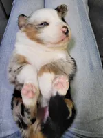 Britches, a female Australian Shepherd for sale in Newberg, OR – Photo 7 of 8