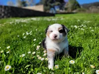 Britches, a female Australian Shepherd for sale in Newberg, OR – Photo 8 of 8
