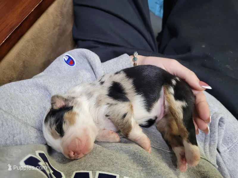 Britches – Australian Shepherd puppy for sale in Newberg, OR