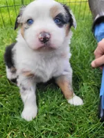 Britches, a female Australian Shepherd for sale in Newberg, OR – Photo 6 of 8