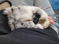 Britches, a female Australian Shepherd for sale in Newberg, OR – Photo 5 of 8