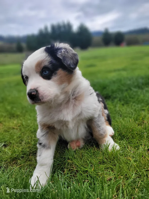 Britches – Australian Shepherd puppy for sale in Newberg, OR