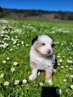 Britches, a female Australian Shepherd for sale in Newberg, OR – Photo 4 of 8