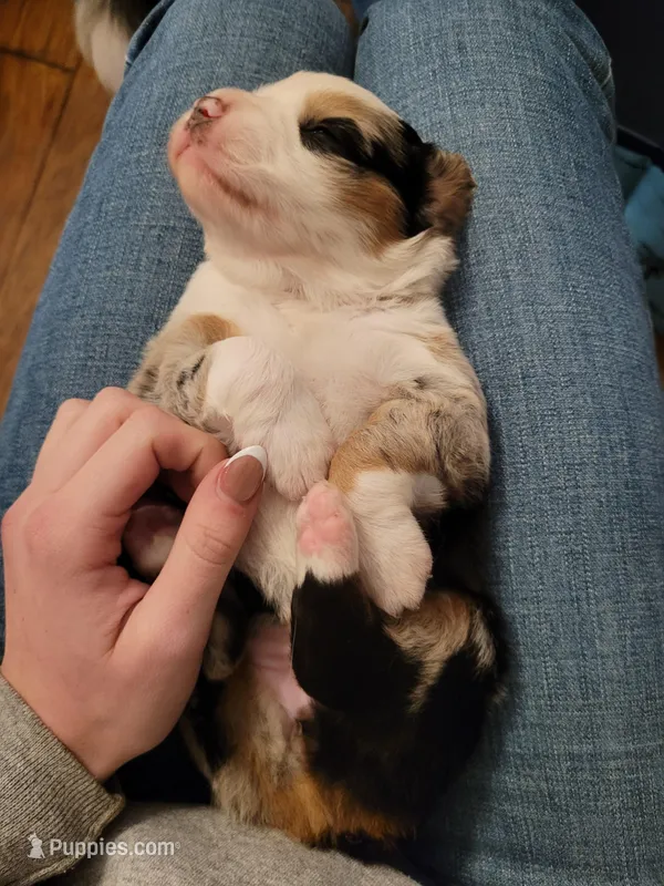 Britches – Australian Shepherd puppy for sale in Newberg, OR