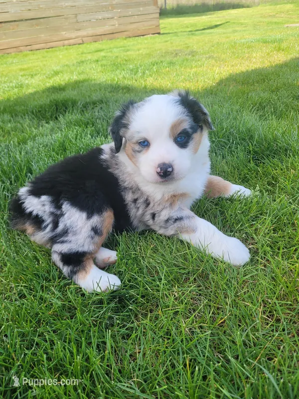Britches – Australian Shepherd puppy for sale in Newberg, OR