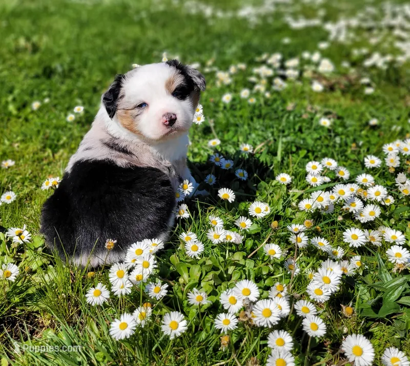 Britches – Australian Shepherd puppy for sale in Newberg, OR