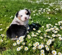 Britches, a female Australian Shepherd for sale in Newberg, OR – Photo 1 of 8
