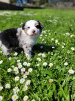 Britches, a female Australian Shepherd for sale in Newberg, OR – Photo 2 of 8