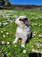 Britches, a female Australian Shepherd for sale in Newberg, OR – Photo 3 of 8