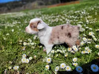 Lizzy, a female Australian Shepherd for sale in Newberg, OR – Photo 3 of 3