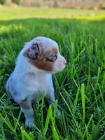 Lizzy, a female Australian Shepherd for sale in Newberg, OR – Photo 2 of 3