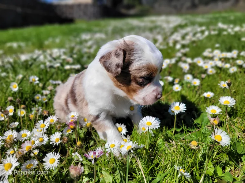 Lizzy – Australian Shepherd puppy on hold in Newberg, OR