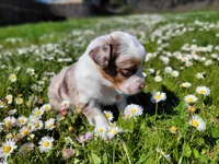 Lizzy, a female Australian Shepherd for sale in Newberg, OR – Photo 1 of 3
