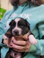 Bucky, a male Australian Shepherd for sale in Newberg, OR – Photo 7 of 7