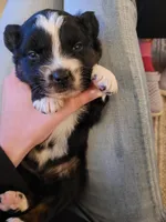 Bucky, a male Australian Shepherd for sale in Newberg, OR – Photo 4 of 7
