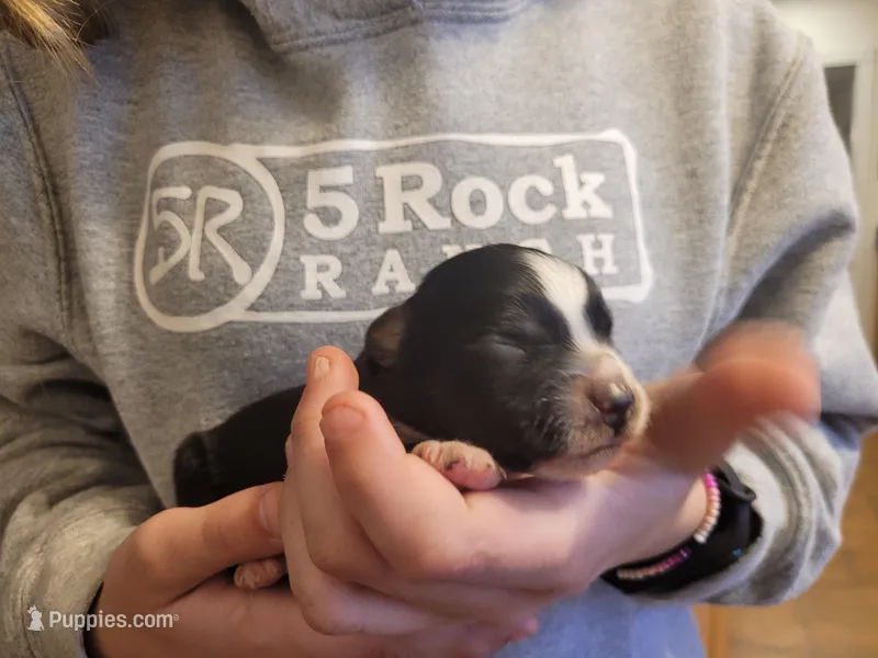 Bucky – Australian Shepherd puppy for sale in Newberg, OR