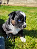 Bucky, a male Australian Shepherd for sale in Newberg, OR – Photo 2 of 7