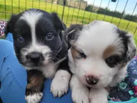 Bucky, a male Australian Shepherd for sale in Newberg, OR – Photo 5 of 7