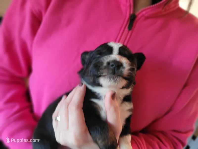 Bucky – Australian Shepherd puppy for sale in Newberg, OR