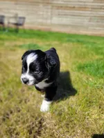 Bucky, a male Australian Shepherd for sale in Newberg, OR – Photo 3 of 7