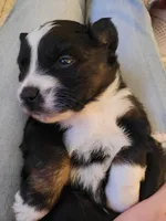 Bucky, a male Australian Shepherd for sale in Newberg, OR – Photo 6 of 7