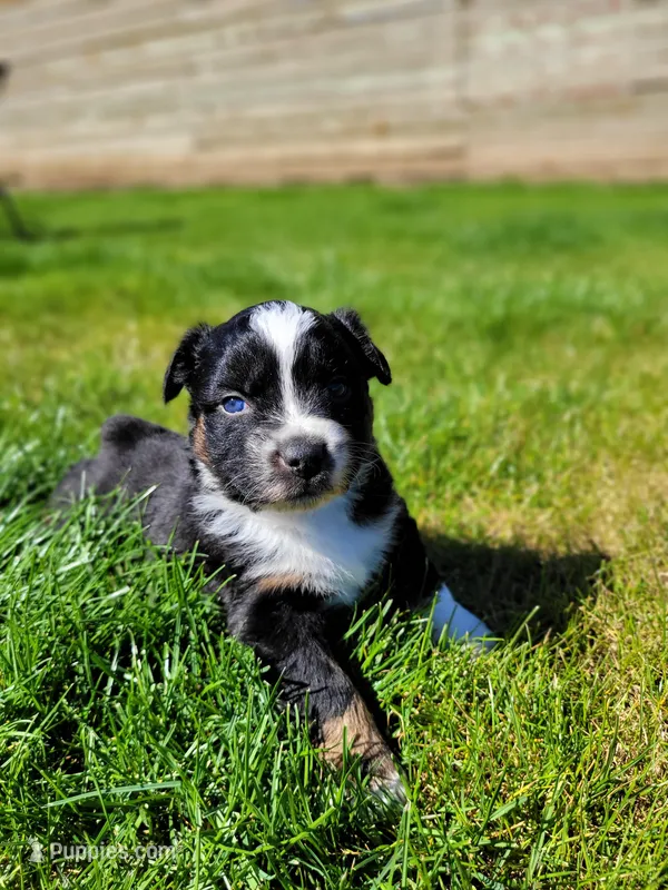 Bucky – Australian Shepherd puppy for sale in Newberg, OR