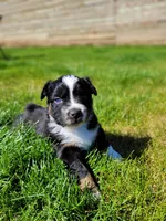 Bucky, a male Australian Shepherd for sale in Newberg, OR – Photo 1 of 7