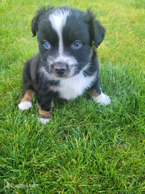 Bucky – Australian Shepherd puppy for sale in Newberg, OR
