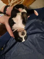 Bucky, a male Australian Shepherd for sale in Newberg, OR – Photo 2 of 2