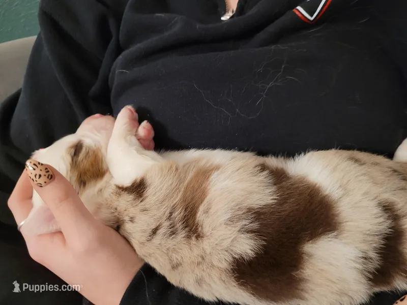 Brooks – Australian Shepherd puppy for sale in Newberg, OR