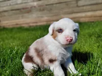 Brooks, a male Australian Shepherd for sale in Newberg, OR – Photo 2 of 9