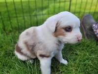 Brooks, a male Australian Shepherd for sale in Newberg, OR – Photo 5 of 9