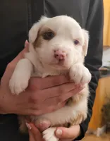 Brooks, a male Australian Shepherd for sale in Newberg, OR – Photo 7 of 9