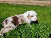 Brooks, a male Australian Shepherd for sale in Newberg, OR – Photo 3 of 9