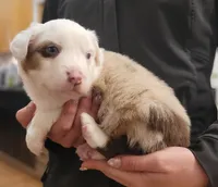 Brooks, a male Australian Shepherd for sale in Newberg, OR – Photo 8 of 9