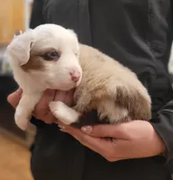 Brooks, a male Australian Shepherd for sale in Newberg, OR – Photo 9 of 9