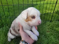 Brooks, a male Australian Shepherd for sale in Newberg, OR – Photo 4 of 9