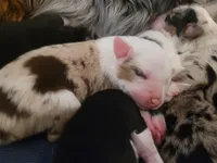 Brooks, a male Australian Shepherd for sale in Newberg, OR – Photo 1 of 3